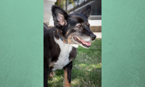 MONTGOMERY, AL — Governor Kay Ivey shared heartfelt news Friday regarding the passing of Alabama’s First Dog, Missy Ivey. A beloved companion and familiar face at the Governor’s Mansion, Missy passed away at approximately 10 years old. Missy, a blended collie mix, was adopted by Governor Ivey from the Montgomery Humane Shelter in January 2019. From the moment she joined the governor’s family, Missy became a loyal and constant companion. Whether Governor Ivey was working in her office, hosting guests in the courtyard, sharing meals, or enjoying peaceful moments on the lake aboard her pontoon boat, Missy was always by her side. “Missy was a great friend. After the best days and the hardest ones, it was always so good to return to the Governor’s Mansion and be greeted by Missy. She really made it feel like home, and I will miss her dearly,” Governor Ivey said. “Missy lived a great life. There is nothing quite like the love from our pets.” Blackberry Hill Summer Camp Governor Ivey expressed deep gratitude to the staff of Montgomery Veterinary Associates, who provided Missy with dedicated care and comfort during her final days. She also encouraged Alabama families to treasure the bond they share with their own pets, especially during times of loss. Missy’s presence at the Governor’s Mansion and her visible bond with Governor Ivey made her a cherished figure among staff, guests, and the public alike. Her passing marks the end of a chapter filled with unconditional love, companionship, and joyful memories.