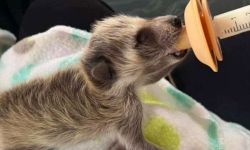 Alabama Lawmakers Consider Bill to Expand Wildlife Rehabilitation Protections
