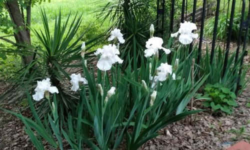 Country Cottage Plantings-