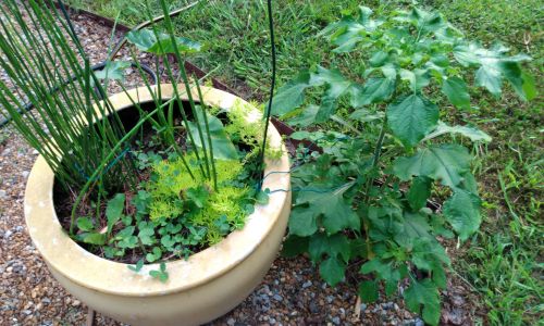 Outdoor Potted Plants