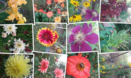 Torch Mexican Sunflowers,