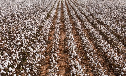 U.S.-Senators-Katie-Britt-Cindy-Hyde-Smith-Colleagues-Introduce-Legislation-to-Incentivize-Consumption-of-American-Cotton