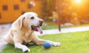 Summer dangers for dogs