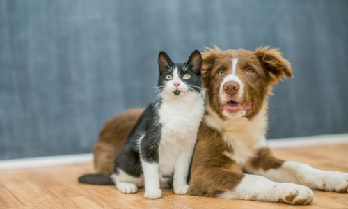 Anniston-AL-Ranked-as-Most-Affordable-City-in-U.S.-for-Pet-Parents-New-Report