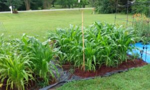 Peaches & Cream Corn