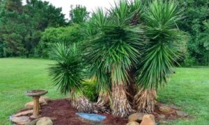 Yucca Succulents, Landscape Giants