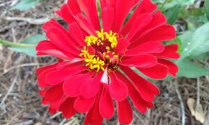 Perennial & Annual Seeds To Increase Pollination